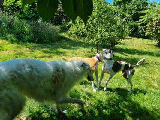 Windhunde - Treffen der besonderen Schönheiten
HERZLICH WILLKOMMEN-Beitrag-Bild