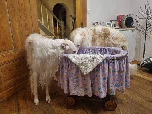 Windhunde - Treffen der besonderen Schönheiten
HERZLICH WILLKOMMEN-Beitrag-Bild