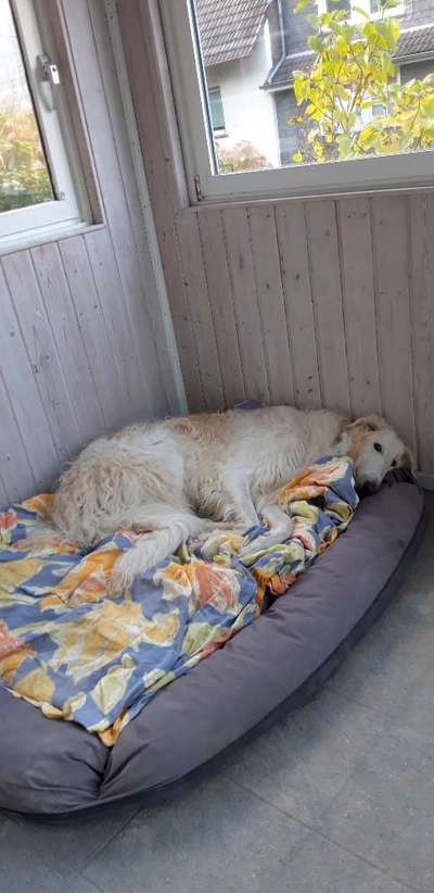 Hundebett gesucht-Beitrag-Bild