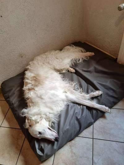 Windhunde - Treffen der besonderen Schönheiten
HERZLICH WILLKOMMEN-Beitrag-Bild