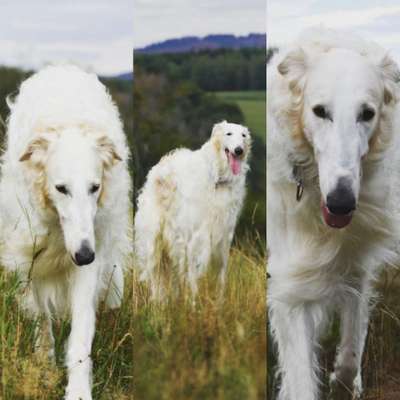 Seltene Rassen!-Beitrag-Bild