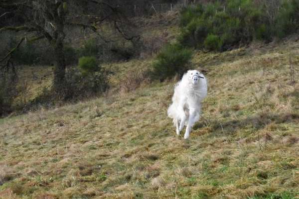 Windhunde - Treffen der besonderen Schönheiten
HERZLICH WILLKOMMEN-Beitrag-Bild