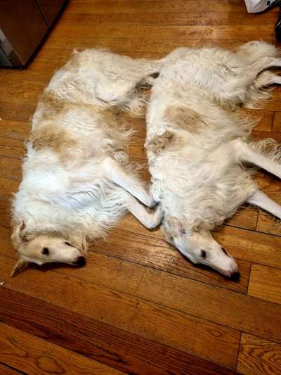 Windhunde - Treffen der besonderen Schönheiten
HERZLICH WILLKOMMEN-Beitrag-Bild