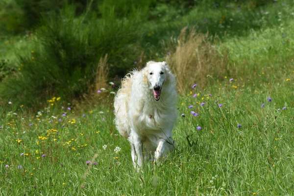 Windhunde - Treffen der besonderen Schönheiten
HERZLICH WILLKOMMEN-Beitrag-Bild
