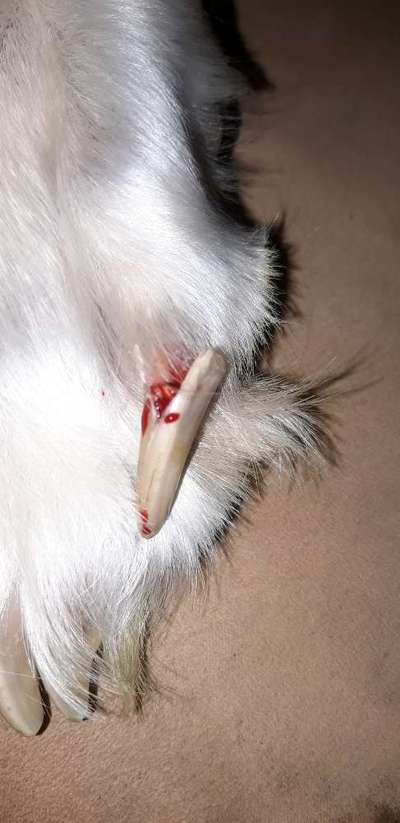 Gespaltene Kralle-Beitrag-Bild