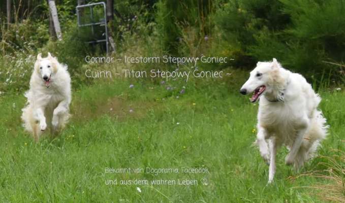 Windhunde - Treffen der besonderen Schönheiten
HERZLICH WILLKOMMEN-Beitrag-Bild