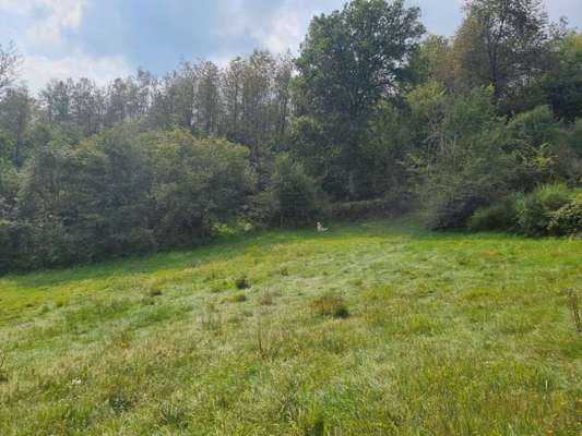 Windhunde - Treffen der besonderen Schönheiten
HERZLICH WILLKOMMEN-Beitrag-Bild