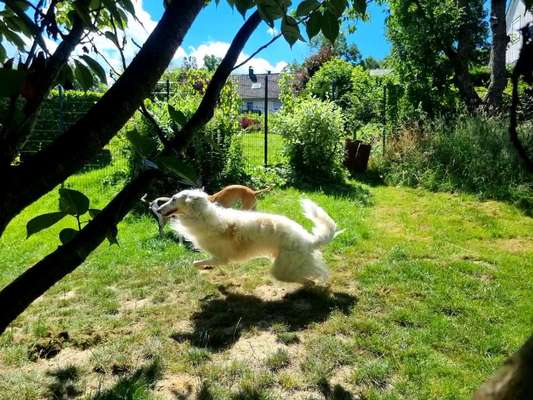Windhunde - Treffen der besonderen Schönheiten
HERZLICH WILLKOMMEN-Beitrag-Bild