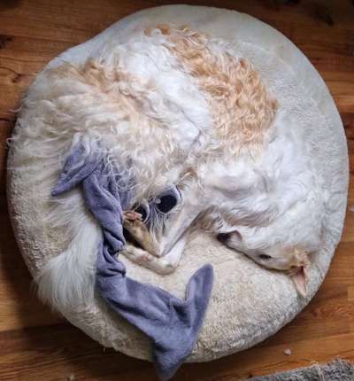 32. Handy Fotochallenge - Dein Hund im Land der Träume-Beitrag-Bild