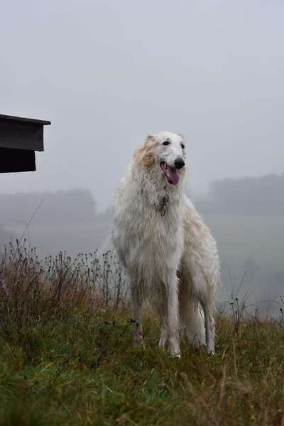 Zeigt her eure Kolosse!-Beitrag-Bild