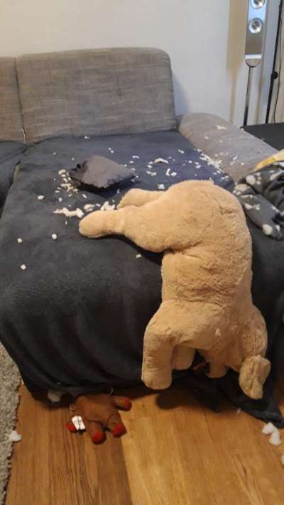 Zeig mir, dass du mit einem hund zusammenlebst....-Beitrag-Bild