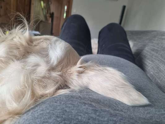 Windhunde - Treffen der besonderen Schönheiten
HERZLICH WILLKOMMEN-Beitrag-Bild