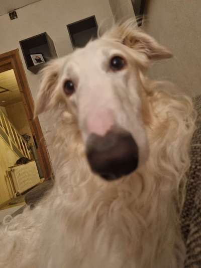 Wie heißt dein Hund?-Beitrag-Bild