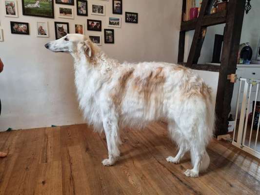 Zeigt her eure Kolosse!-Beitrag-Bild