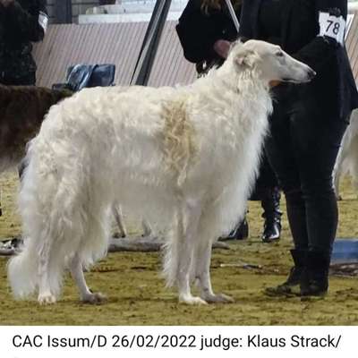 Windhunde - Treffen der besonderen Schönheiten
HERZLICH WILLKOMMEN-Beitrag-Bild