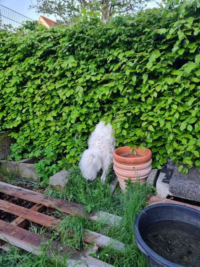 Hier ist der Spaßthread. Zum Schmunzeln und Kaputtlachen-Beitrag-Bild