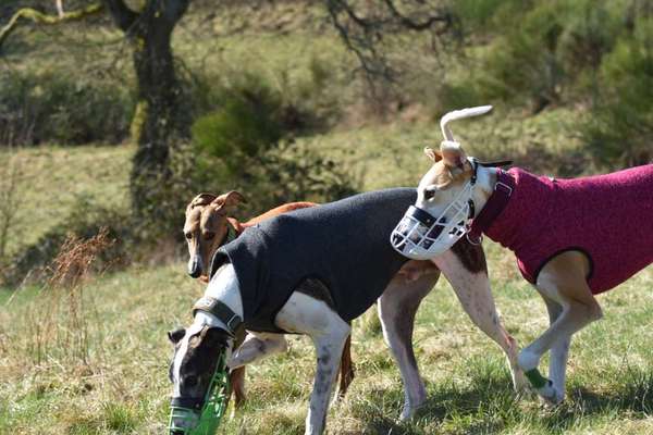 Windhunde - Treffen der besonderen Schönheiten
HERZLICH WILLKOMMEN-Beitrag-Bild