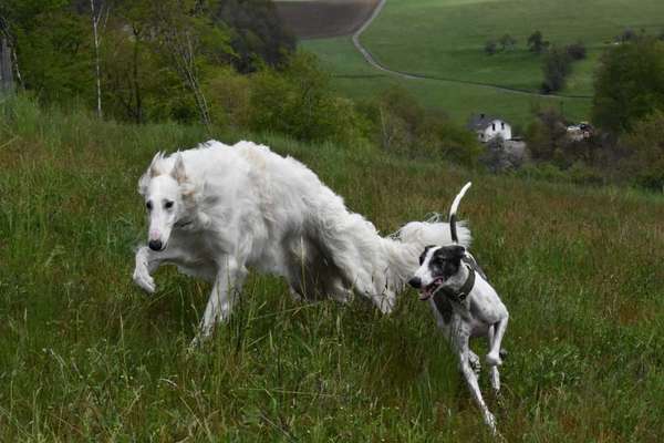 Fotochallenge 66 ~ Rennaction -Zeig deinen Hund im Lauf-Beitrag-Bild