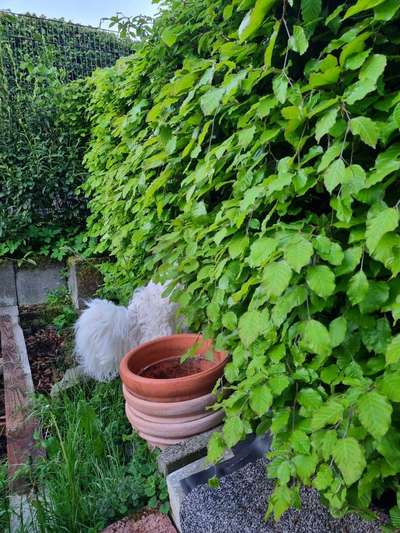 Hier ist der Spaßthread. Zum Schmunzeln und Kaputtlachen-Beitrag-Bild