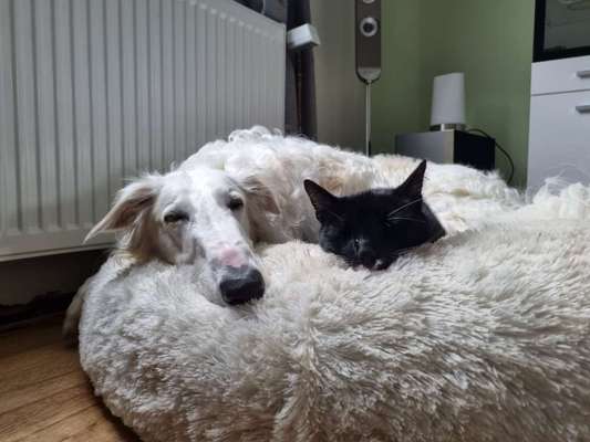 Hund und Katz Momente-Beitrag-Bild