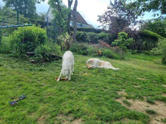 Windhunde - Treffen der besonderen Schönheiten
HERZLICH WILLKOMMEN-Beitrag-Bild