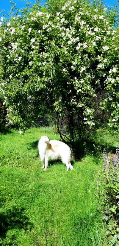 Die Dogorama Monats Challenge "Es grünt und blüht"-Beitrag-Bild