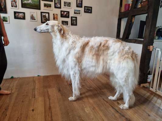 Windhunde - Treffen der besonderen Schönheiten
HERZLICH WILLKOMMEN-Beitrag-Bild