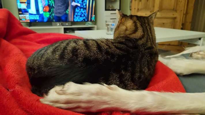 Windhunde - Treffen der besonderen Schönheiten
HERZLICH WILLKOMMEN-Beitrag-Bild