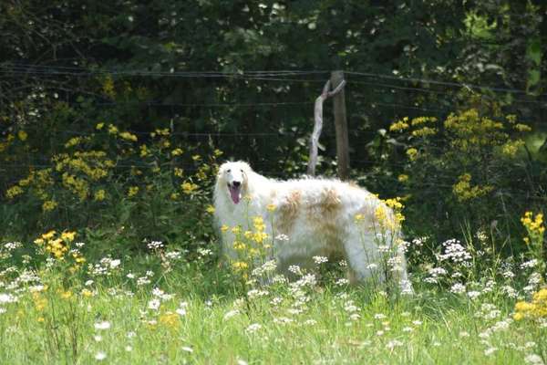 Fotochallange 63: "Dein blühendes Hündchen"-Beitrag-Bild