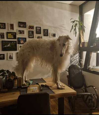 31. Handy - Fotochallenge
Vierbeiner mit am Tisch-Beitrag-Bild