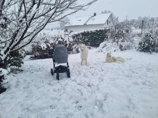 Windhunde - Treffen der besonderen Schönheiten
HERZLICH WILLKOMMEN-Beitrag-Bild