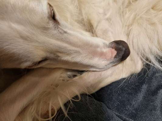 Windhunde - Treffen der besonderen Schönheiten
HERZLICH WILLKOMMEN-Beitrag-Bild