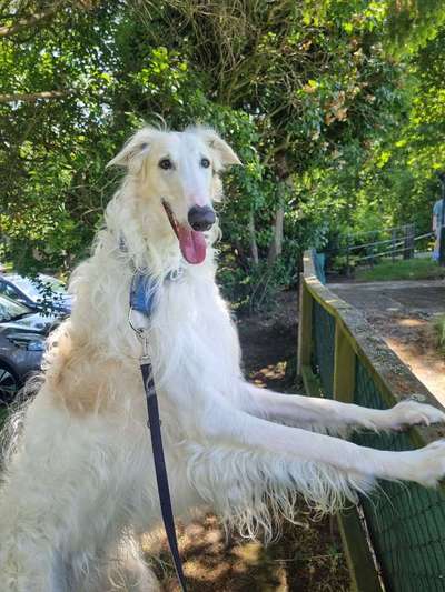 Windhunde - Treffen der besonderen Schönheiten
HERZLICH WILLKOMMEN-Beitrag-Bild