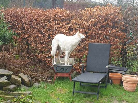 Hier ist der Spaßthread. Zum Schmunzeln und Kaputtlachen-Beitrag-Bild