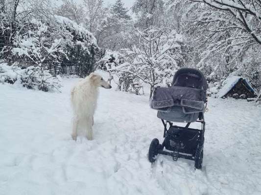 Windhunde - Treffen der besonderen Schönheiten
HERZLICH WILLKOMMEN-Beitrag-Bild