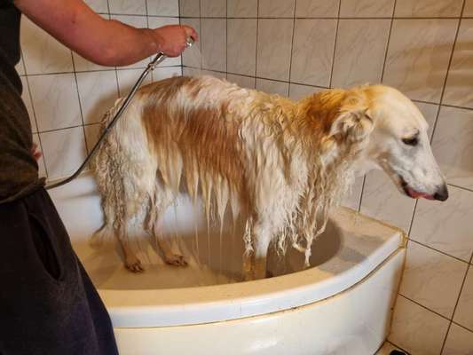 Windhunde - Treffen der besonderen Schönheiten
HERZLICH WILLKOMMEN-Beitrag-Bild