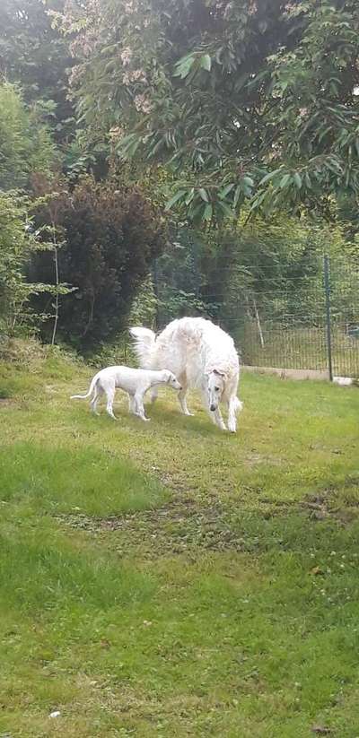 Welpenfotos-Beitrag-Bild