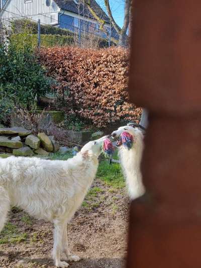 43. Fotochallenge-Zeigt mir eure Ball oder Frisbee verrueckten Hunde-Beitrag-Bild