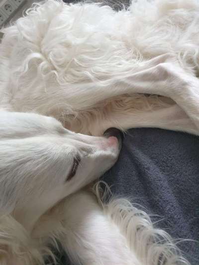 Windhunde - Treffen der besonderen Schönheiten
HERZLICH WILLKOMMEN-Beitrag-Bild