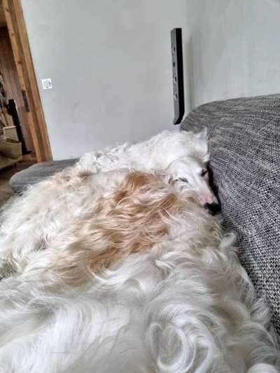 Windhunde - Treffen der besonderen Schönheiten
HERZLICH WILLKOMMEN-Beitrag-Bild