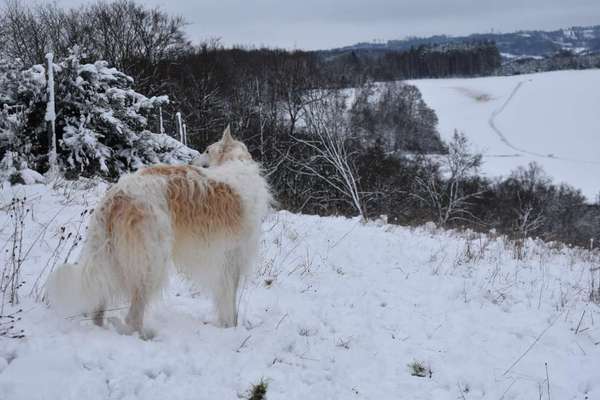 Windhunde - Treffen der besonderen Schönheiten
HERZLICH WILLKOMMEN-Beitrag-Bild