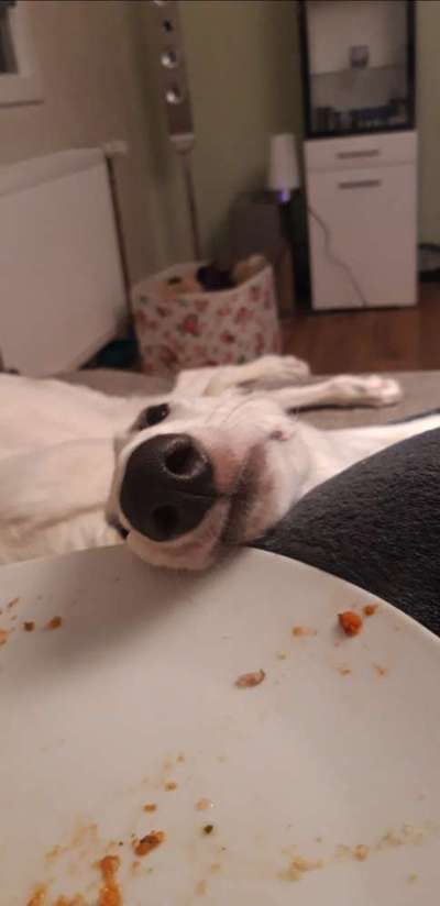 Fotochallenge 31 - Das perfekte Hundedinner-Beitrag-Bild