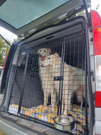 Windhunde - Treffen der besonderen Schönheiten
HERZLICH WILLKOMMEN-Beitrag-Bild