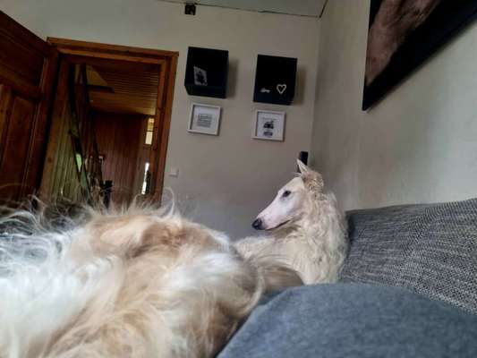 Windhunde - Treffen der besonderen Schönheiten
HERZLICH WILLKOMMEN-Beitrag-Bild