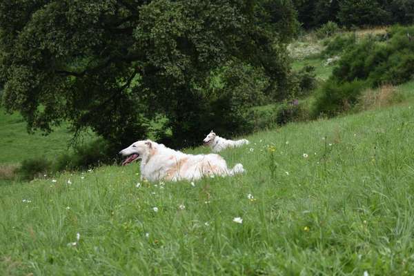 Windhunde-Beitrag-Bild