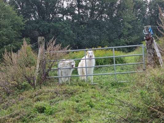 Windhunde - Treffen der besonderen Schönheiten
HERZLICH WILLKOMMEN-Beitrag-Bild