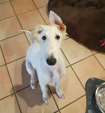 CHALLENGE NR. 19 - Der Hundeblick-Beitrag-Bild