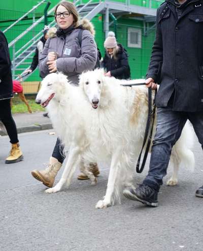 Windhunde - Treffen der besonderen Schönheiten
HERZLICH WILLKOMMEN-Beitrag-Bild