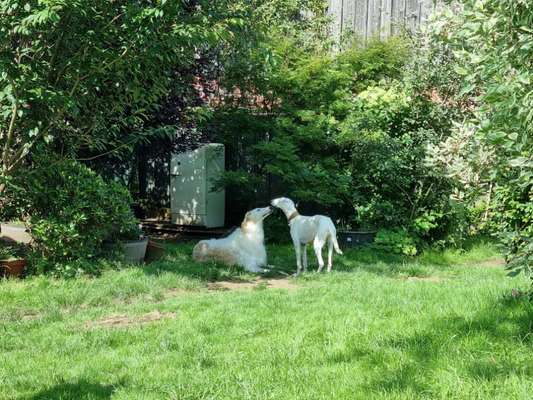 Windhunde - Treffen der besonderen Schönheiten
HERZLICH WILLKOMMEN-Beitrag-Bild