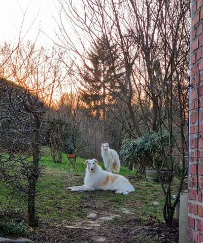 Windhunde - Treffen der besonderen Schönheiten
HERZLICH WILLKOMMEN-Beitrag-Bild